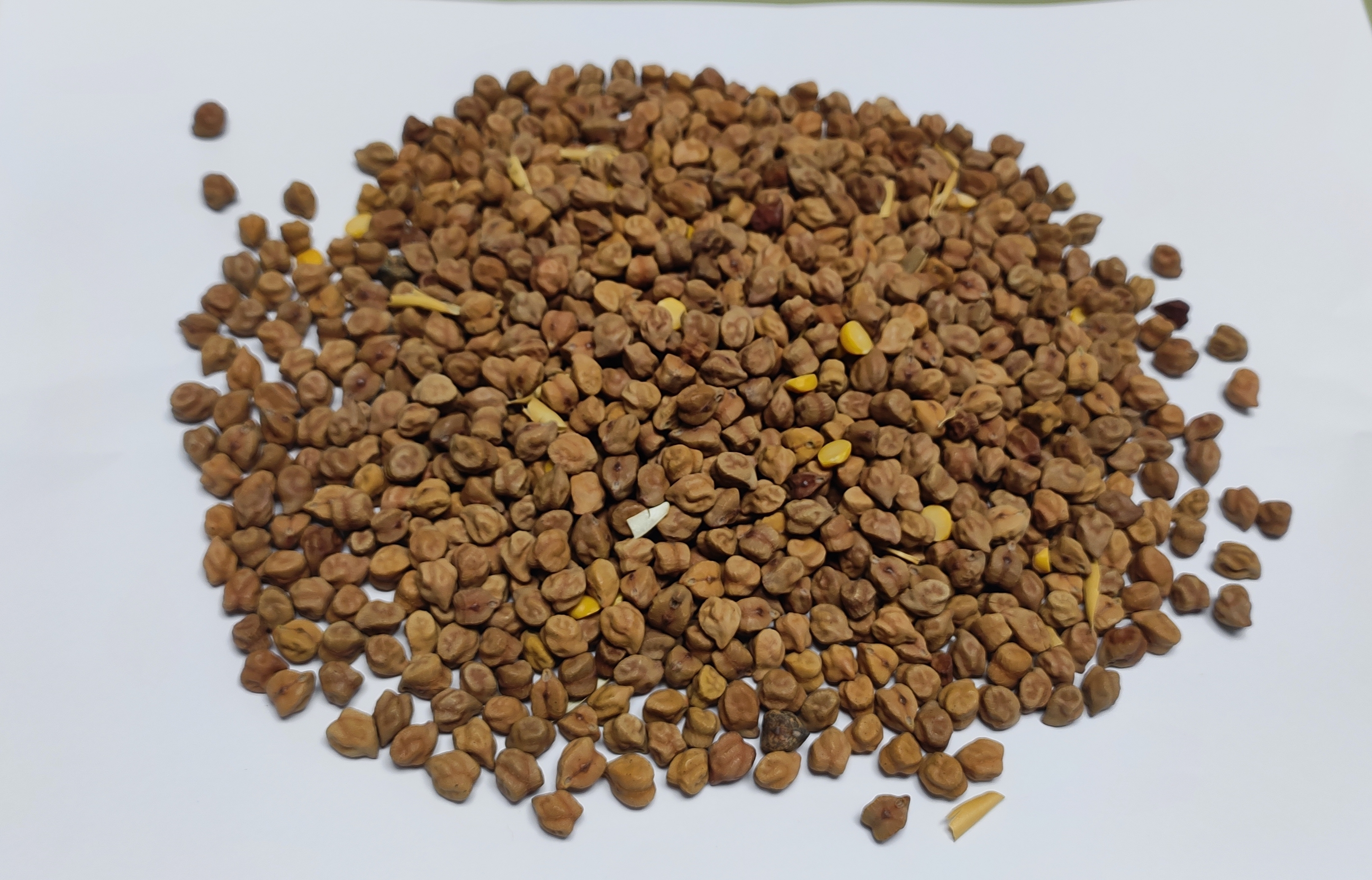 Pulses & Grains