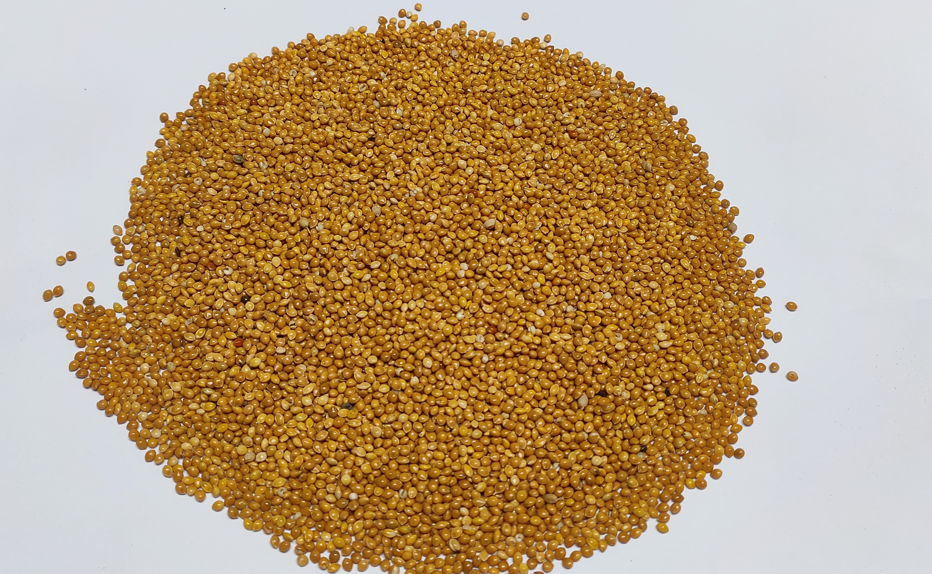 Bird Feed