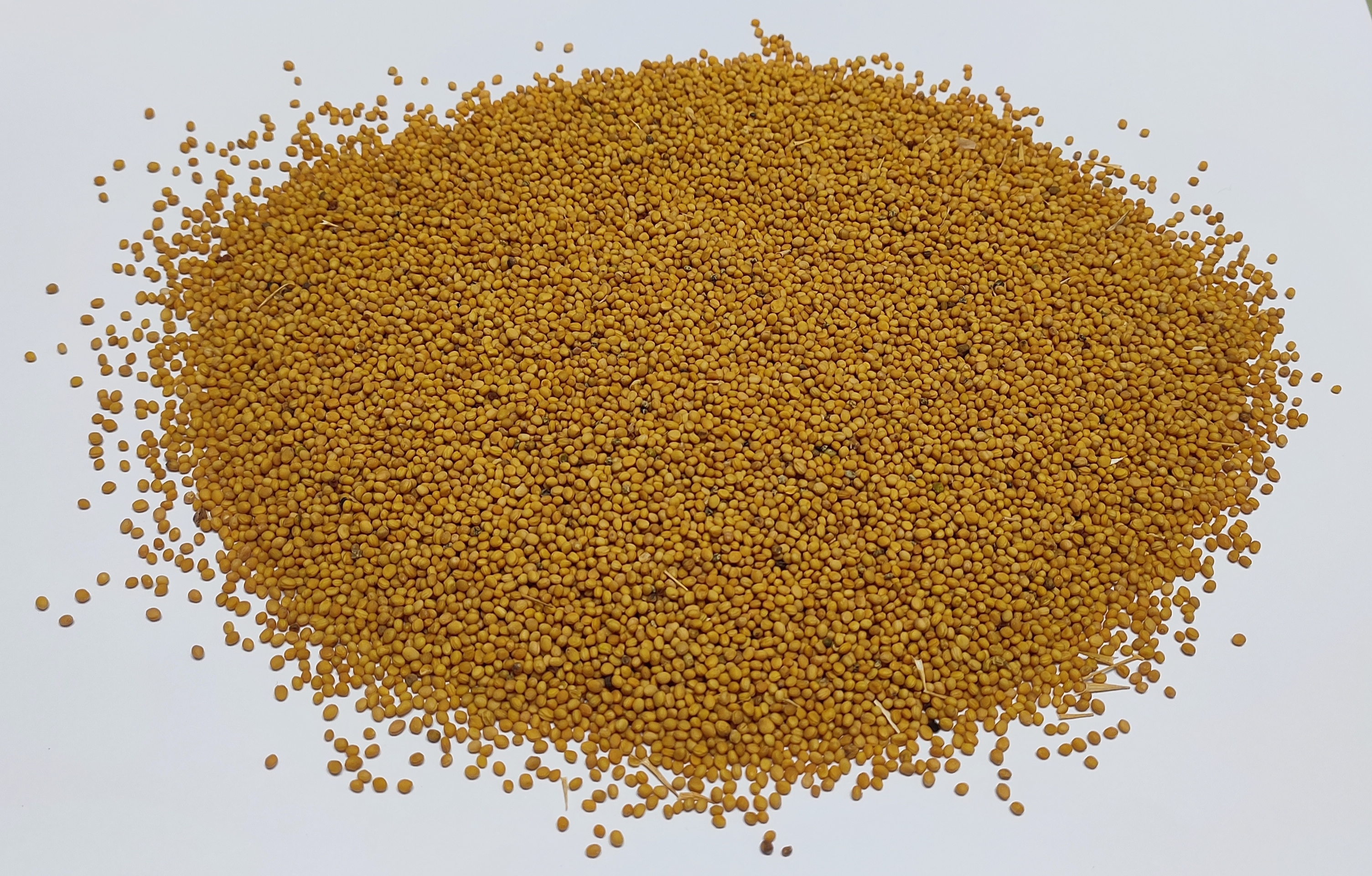 Oil Seeds